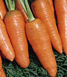 Orange Rocket Hybrid Carrot